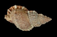 藏品(果粒蛙螺)的圖片